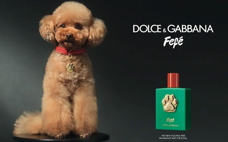 Dolce Gabbana evcil dostlara ozel parfum cikardi.