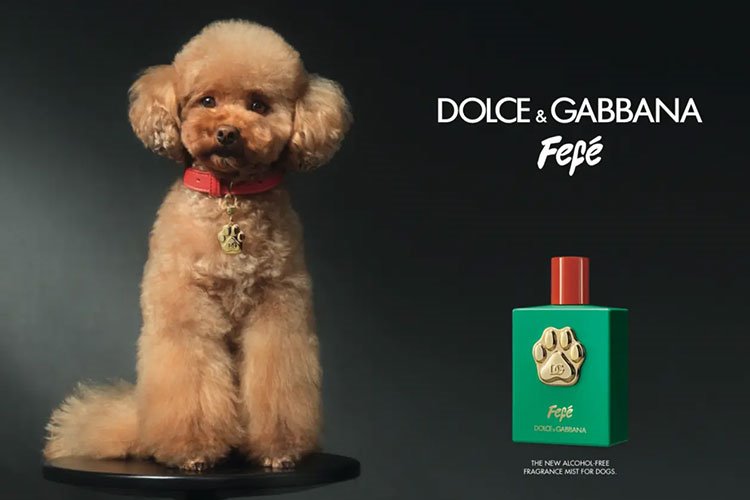 Dolce Gabbana evcil dostlara ozel parfum cikardi.